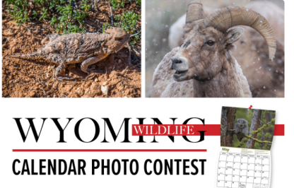 Promotional graphic for Wyoming Wildlife calendar photo contest