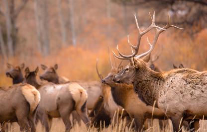 Photo of a bull elk and cow elk in Wyoming Photo of a bull elk and cow elk in Wyoming