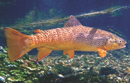 A female brown trout underwater in a clear stream.
