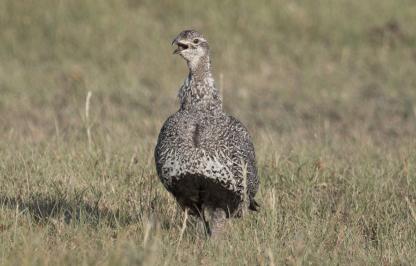 Hen sage-grouse A hen sage grouse