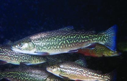 Several tiger trout swimming underwater.