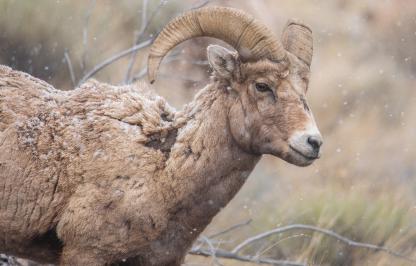 A bighorn sheep located near Cody A bighorn sheep located near Cody