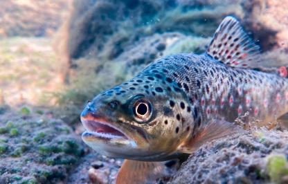 brown trout underwater