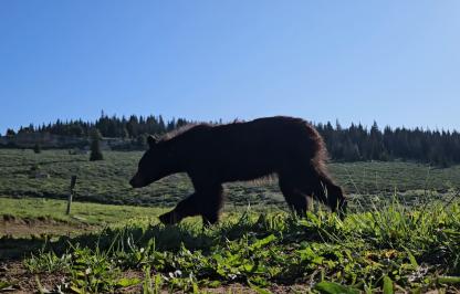 Black bear relocated in Bighorn Mountains