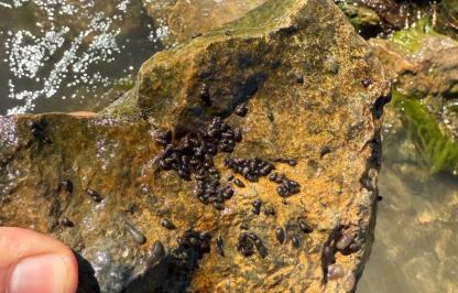 New Zealand Mudsnails near the boatramp at Wheatland Reservoir #3