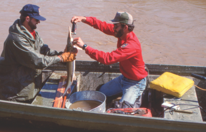 A 1981 photo taken by LuRay Parker shows Game and Fish staff weighing a sturgeon during fish sampling at Crazy Woman Creek.