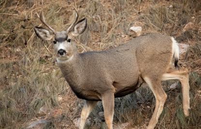 Mule Deer Buck