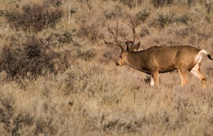 Laramie Peak Mule Deer Mule deer buck