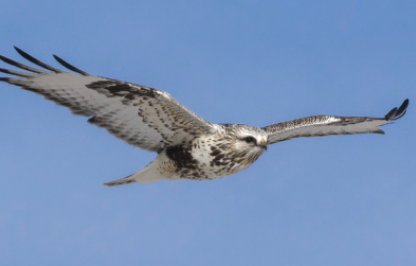 A rough-legged hawk in flight against a blue sky.