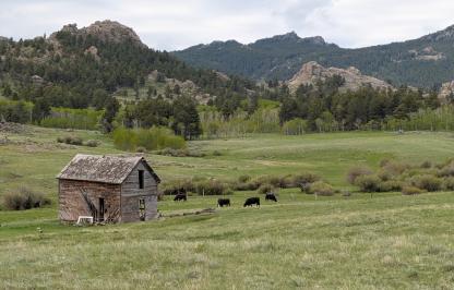 A barn and cows in front of mountains on the Turtle Rock Ranch.