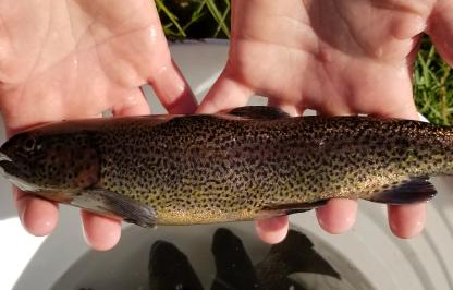 Gunnison River trout cross Gunnison River trout cross