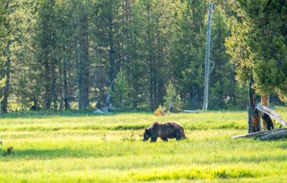 A profile photo of a grizzly bear walking across a green meadow from right to left with pine trees in the background