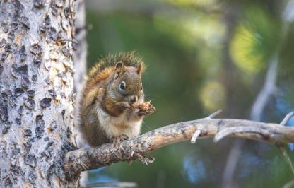 An American red squirrel munches on a pinecone. 