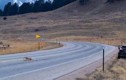 Photo of roadkill outside of Cody