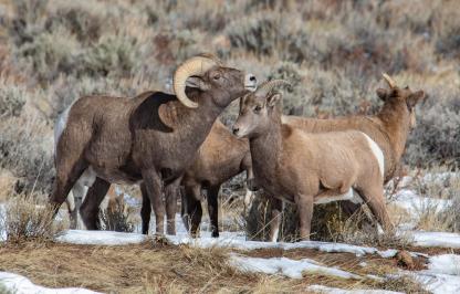 Bighorn Sheep in the Lander Region