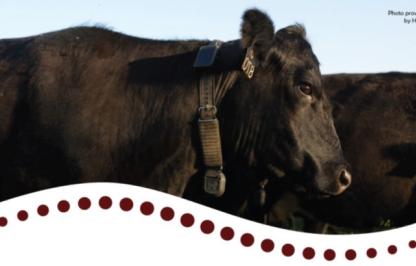 Virtual fence collared cow