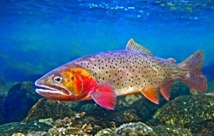 An underwater photo of a large adult cutthroat trout in a clear mountain stream.