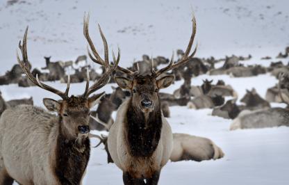 Two elk bulls in the foreground with elk herd in the background on a snowy landscape.