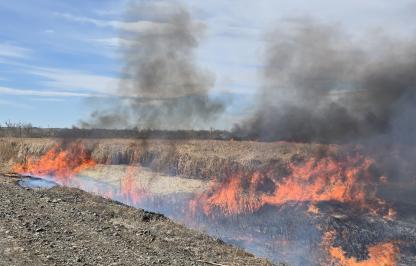 Scattered orange flames move across cattails during a prescribed burn on Yellowtail WHMA in 2025