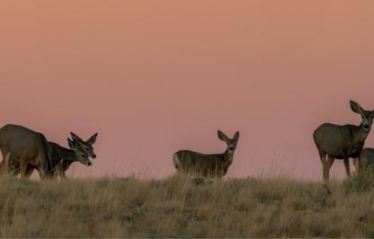 A herd of mule deer on the horizon around sunset. 
