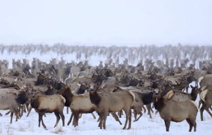 Elk on feedgrounds in the winter