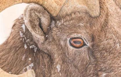 A close-up profile image featuring a bighorn sheep's eye framed by the curl of its horn, shot with a telephoto lens.