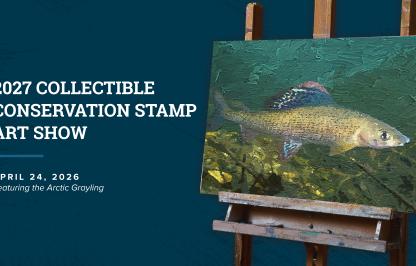  Arctic Grayling Painting | Cover Art for the 2027 Collectible Conservation Stamp Art Show