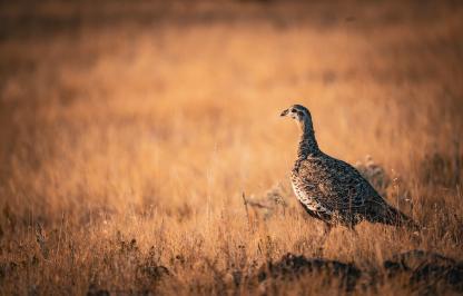 Sage grouse hen in a field on the right side looking towards the left.