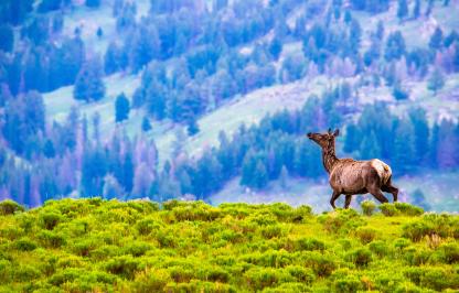 Elk cow on the right side running towards the left with a mountain background.