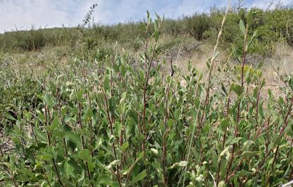 new growth on a mountain mahogany shrub