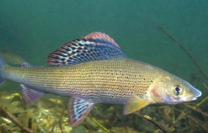 Arctic Grayling