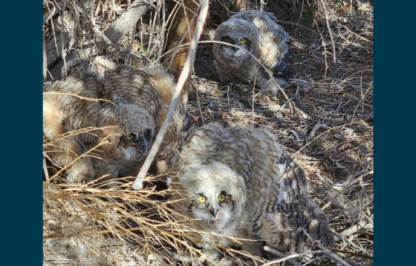 3 fledgling owls on the ground near a tree