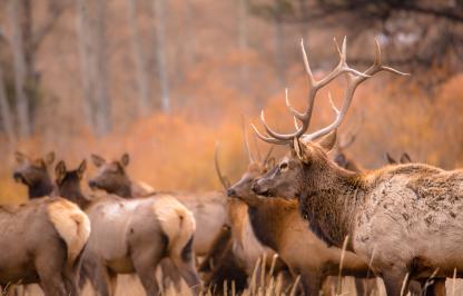 Elk bull and elk cows