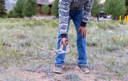 Picking up shed antlers