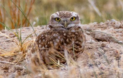 Burrowing Owl