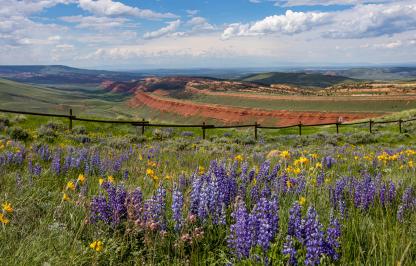 AmyAnderson_Red Canyon Wildflowers