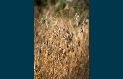 cheatgrass