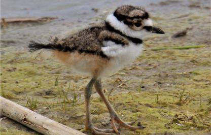 I fluffly juvenile killdeer walks along a muddy shoreline
