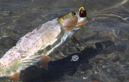 Fish being caught with lure