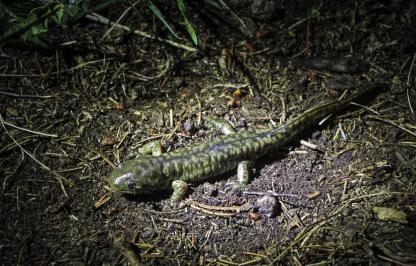 Tiger salamander, one of the species on the SWAP list.