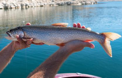 A biologist holds a lake trout after catcthing and tagging the fish with a floy tag
