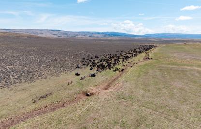 2026 Landowner of the Year Casper Landowner moving cattle