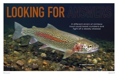 Wyoming Wildlife Feature: Looking for Answers Cover image with Rainbow Trout