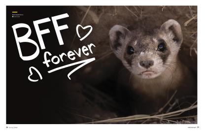 WW BFF Forever — Black-footed ferret feature cover image