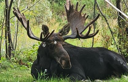 Bull moose with string lights tangled in antlers