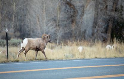 Bighorn Sheep on the side of the road