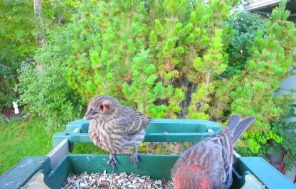 House finch with conjuntivitis at bird feeder