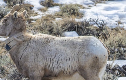 Big horn sheep with collar in Lander Region