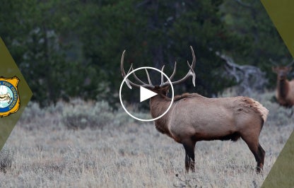 Video preview thumbnail showing a bull elk standing in a grassy field, featuring a play button and the Wyoming Game & Fish Department logo.