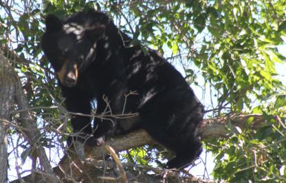 Black bear